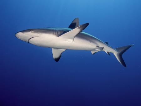 Grey Reef Shark (Carcharhinus amblyrhynchos)