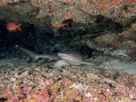 White Tip Reef Shark