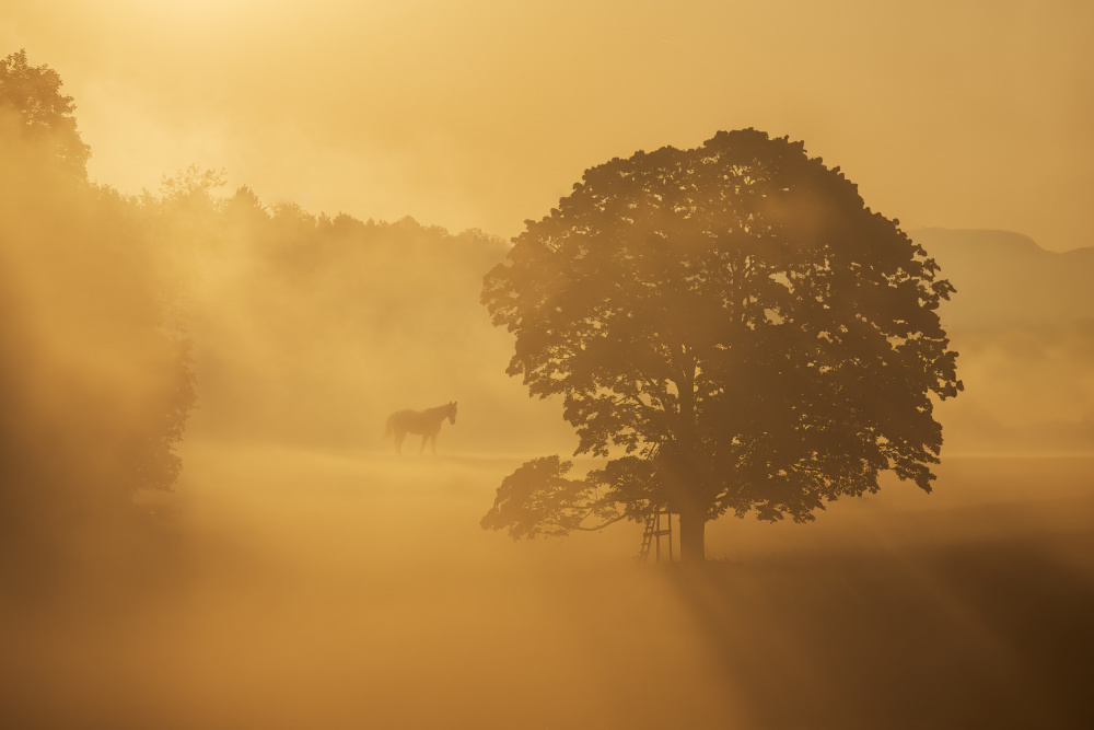 autumn morning od Ilona Rosenkrancová