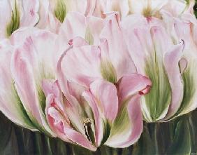 Tulips 2001