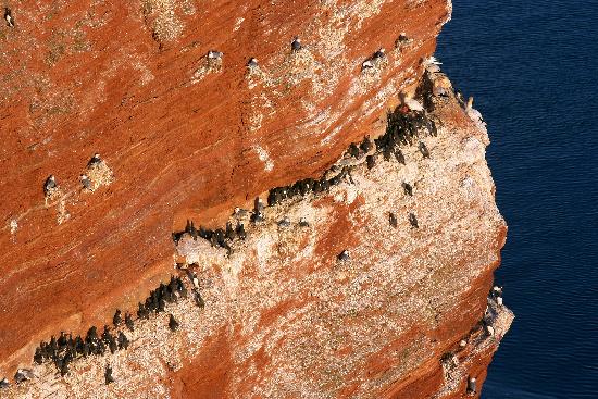 Helgoland - Roter Felsen - Lummenfelsen od Ingo Wagner