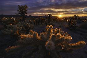 Cholla Garden