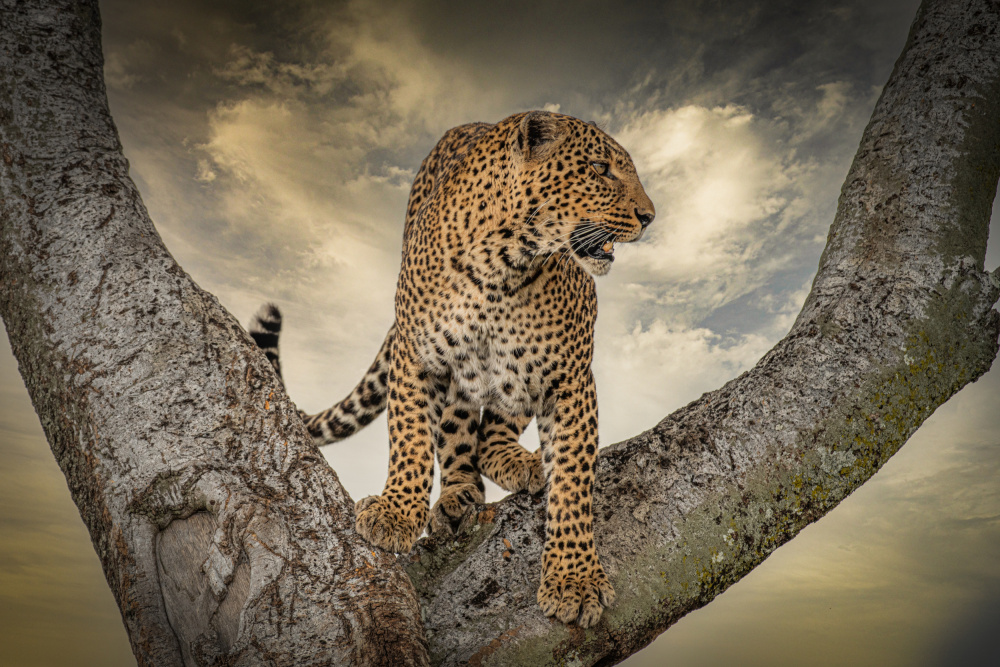 Leopard  on tree od Isam Telhami
