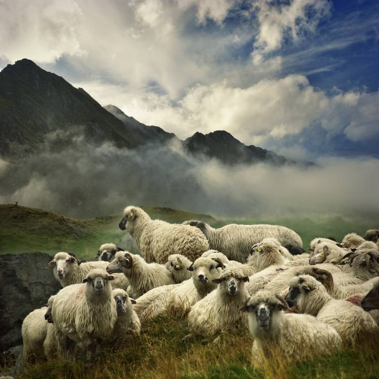 The Silence of the Lambs od Istvan Kadar