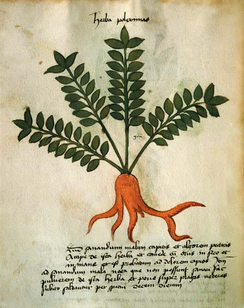 Ms 320 M Fol.31 Herba Poleximas, from 'Liber Herbarius una cum rationibus conficiendi medicamenta' b od Scuola pittorica italiana