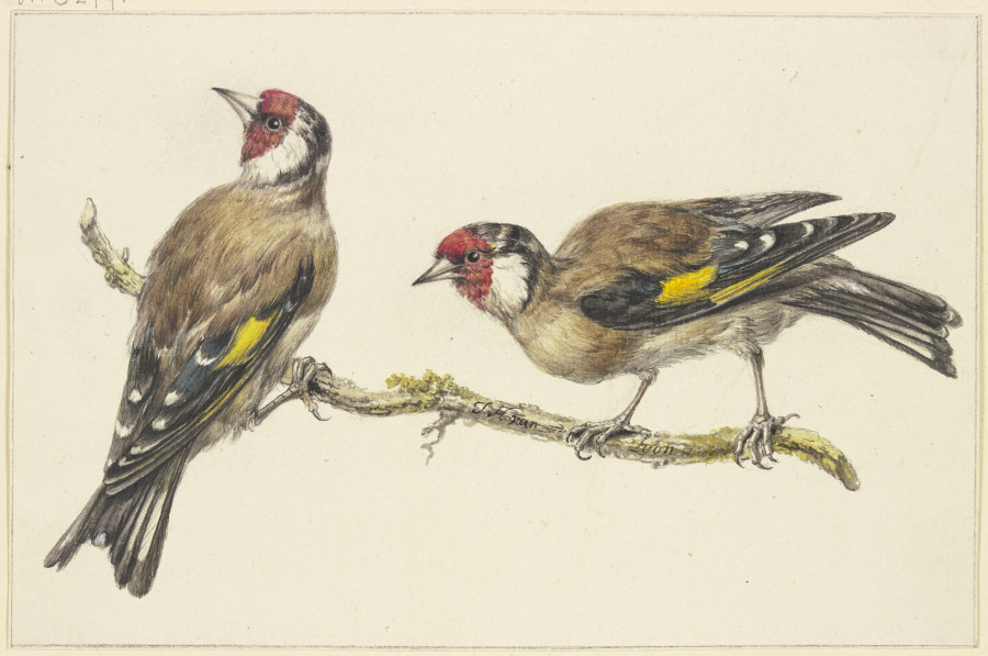 Two goldfinches od J. H. van Loon