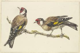 Two goldfinches