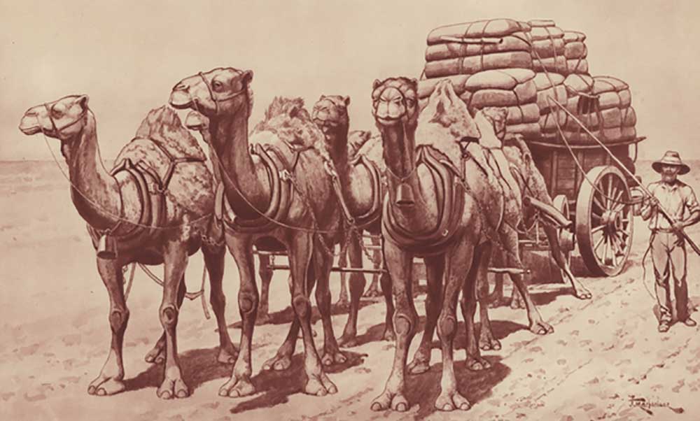 Camel train in Australia od J. Macfarlane