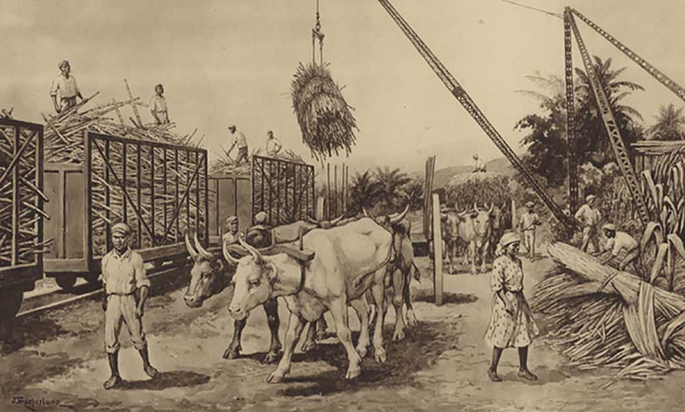 Loading sugar canes in Jamaica od J. Macfarlane