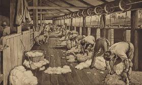 Sheep-shearing in Australia