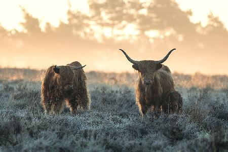 Three Highlanders