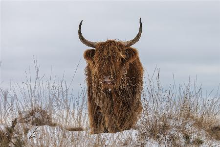 Highlander in Snow