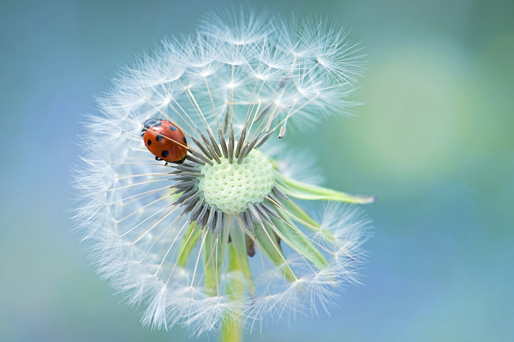 Dandy Lady od Jacky Parker