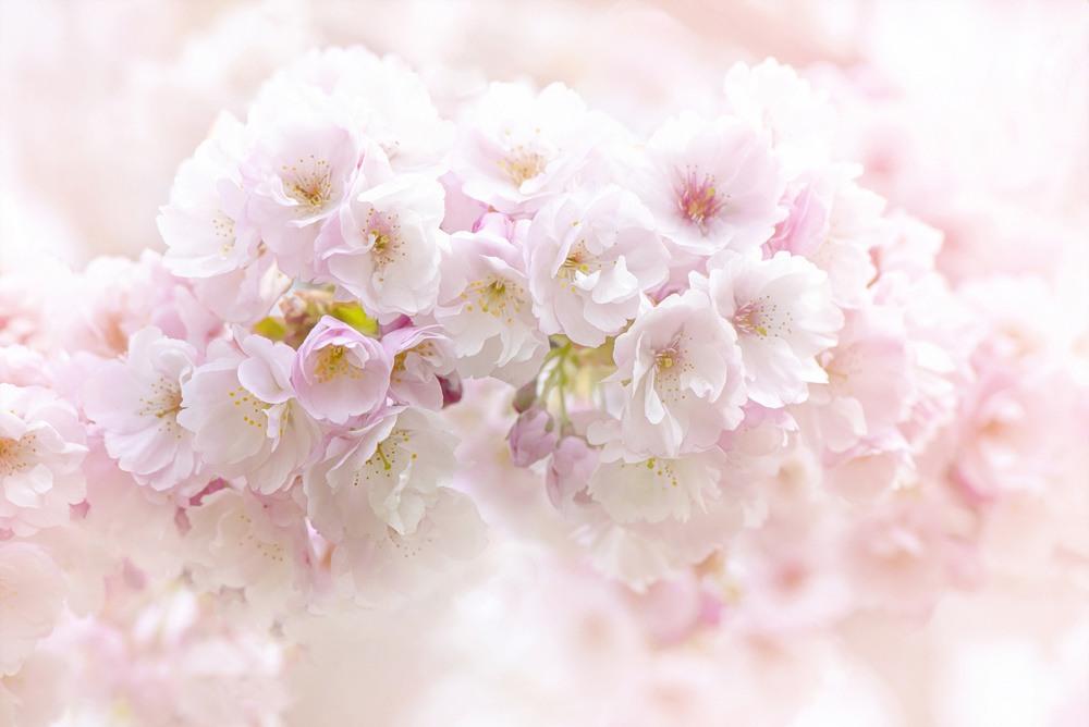 Spring Blossom od Jacky Parker
