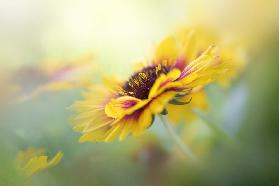 Gaillardia