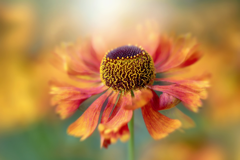 Helenium od Jacky Parker