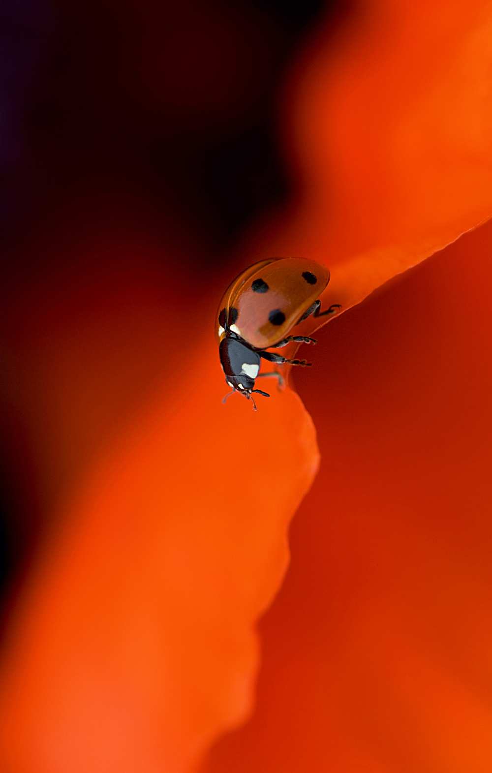 Lady in Red od Jacky Parker