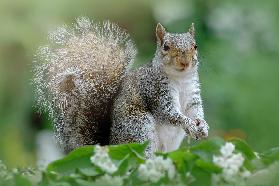 Eastern Grey Squirrel