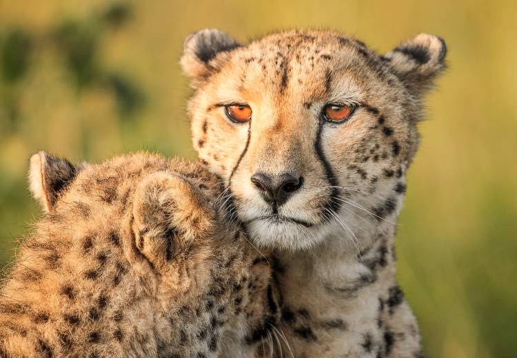 Cheetah eyes od Jaco Marx