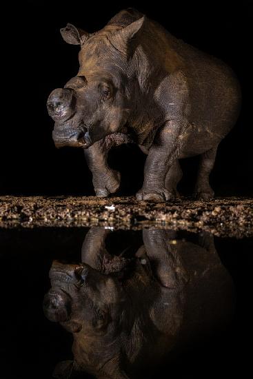 REFLEXION RHINO