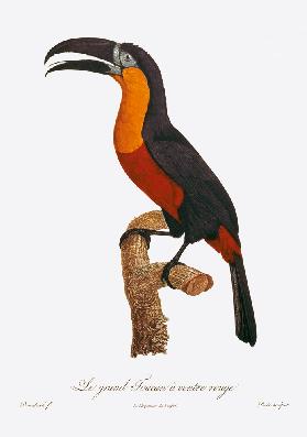 Toucan: Great Red-Bellied by Jacques Barraband