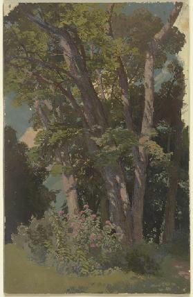 Park study, glade