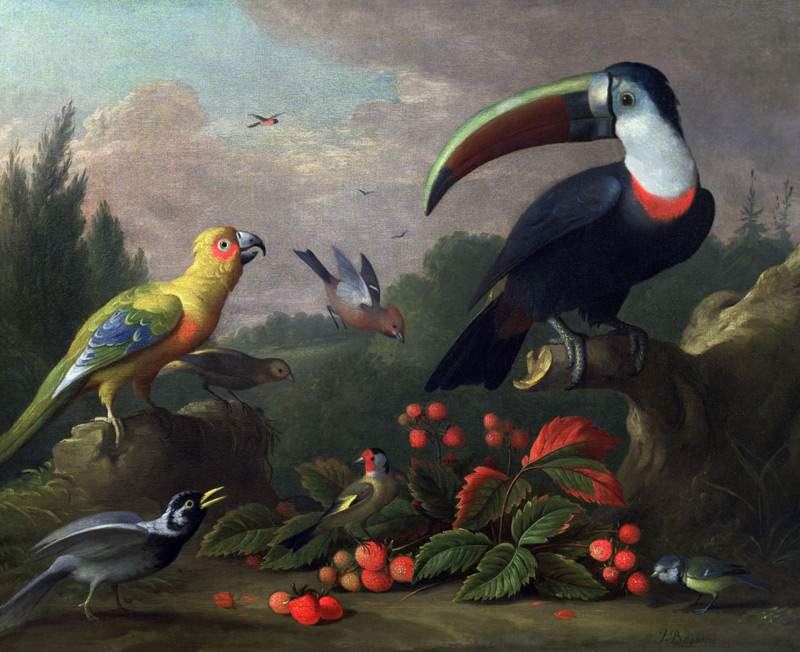 Toucan with Other Birds od Jakob Bogdani or Bogdany