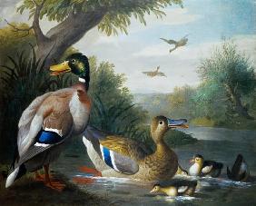 Ducks in a River Landscape