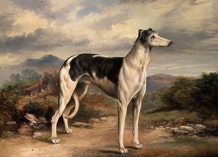 A Greyhound in a hilly landscape od James Beard