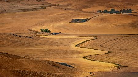 Golden Palouse