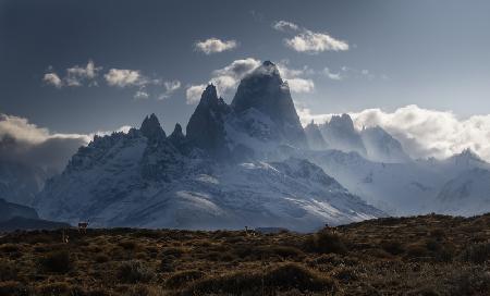 Guanacos Homeland