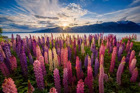 Lupins lakeside