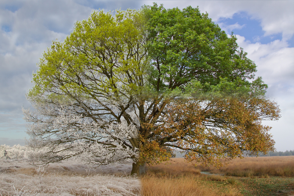 Oak Tree in Four Seasons od Jan Eric Krikke