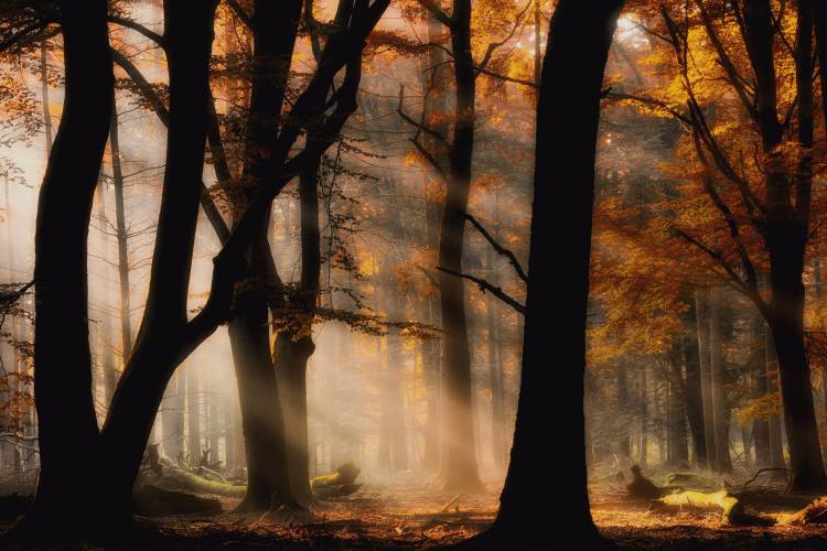 Autumn light od Jan Paul Kraaij