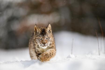 The Eurasian lynx (Lynx lynx)