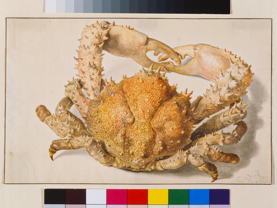 A Crab od Jan van Huysum