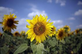 Sonnenblumen auf dem Feld