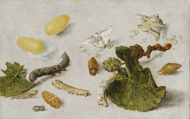 Die Verwandlung der Seidenraupe. od Jan van Kessel