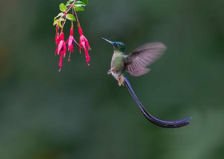 Violet-tailed sylph