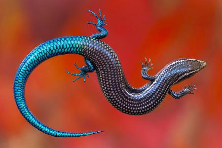 chalcides sexlineatus