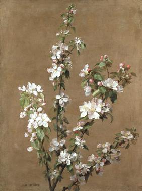 Apple Blossom