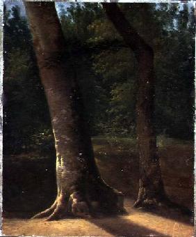 Study of Trees