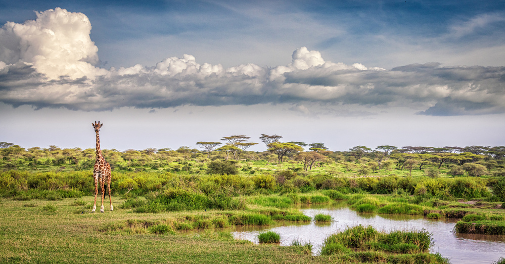 The Garden of Eden - Ndutu od Jeffrey C. Sink