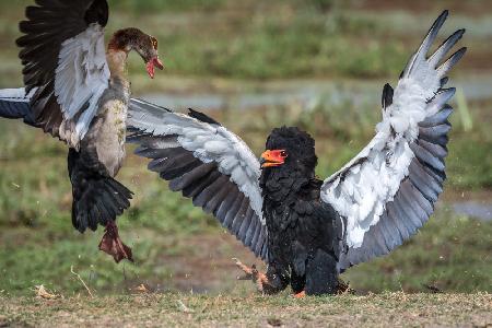 The goose vs. the eagle