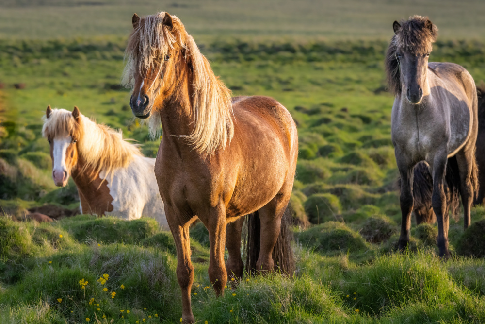 Icelandic horses in the gloaming od Jeffrey C. Sink