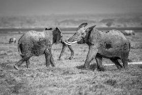 Sumo in the natural world