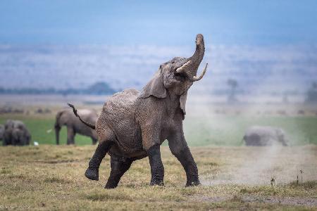 Dancing elephant