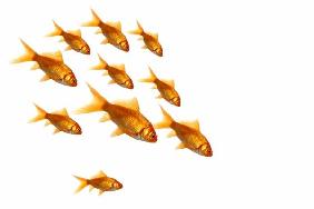 Family of Goldfish isolated over white