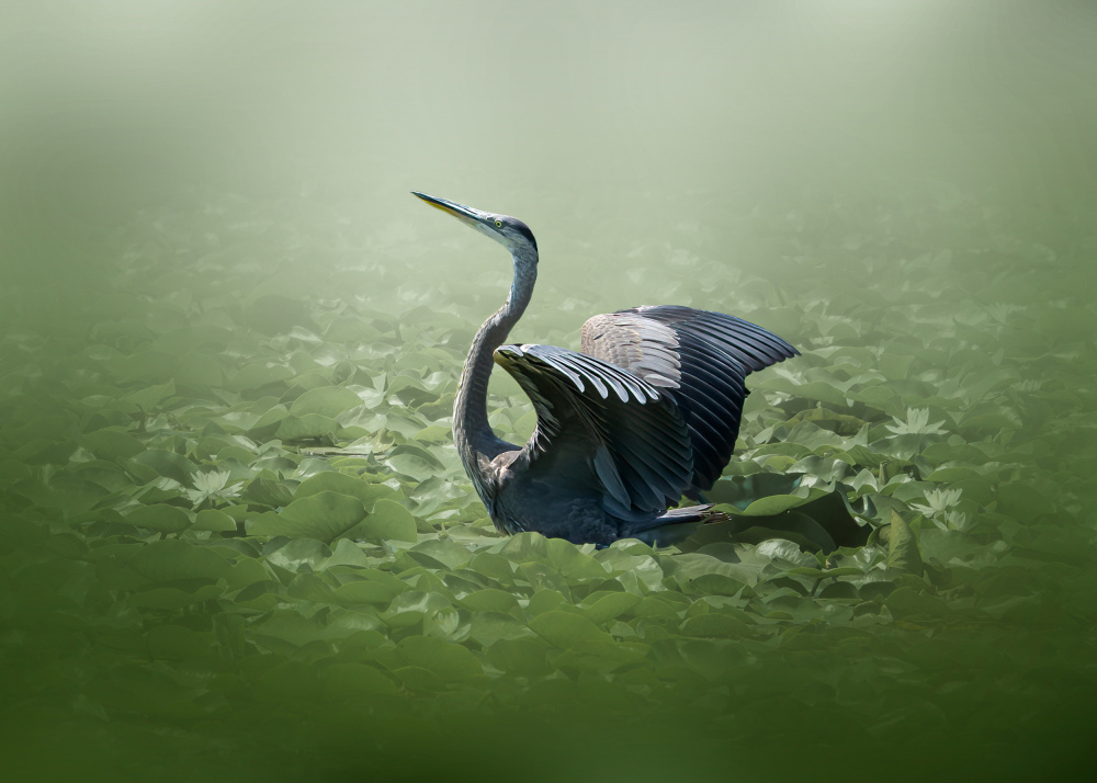 blue heron in a green dream od Jennifer Chen