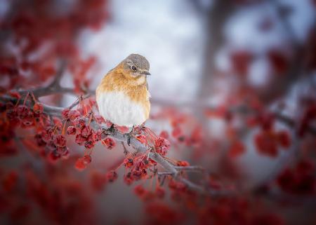 bluebird &amp; scarlet fruit